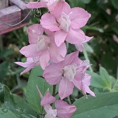 Tracey's garden