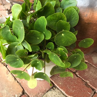 Pilea peperomioides