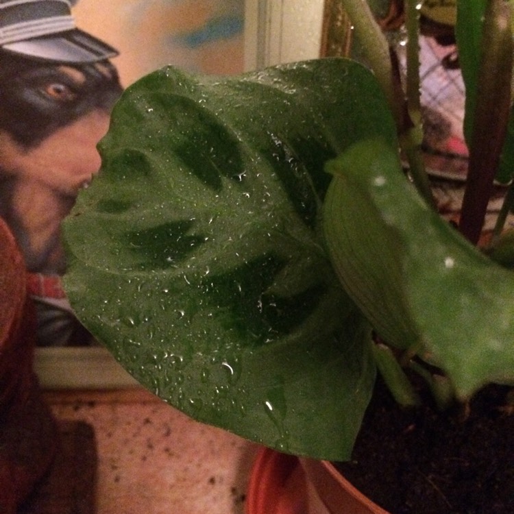 Plant image Maranta leuconeura 'Kerchoveana'