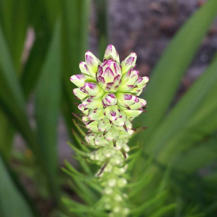 plant image 1001085 plant image 1001085