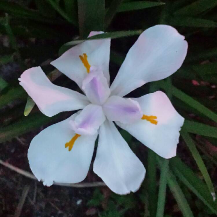 Plant image Dietes iridioides syn. Moraea iridioides, Moraea vegeta, Dietes vegeta
