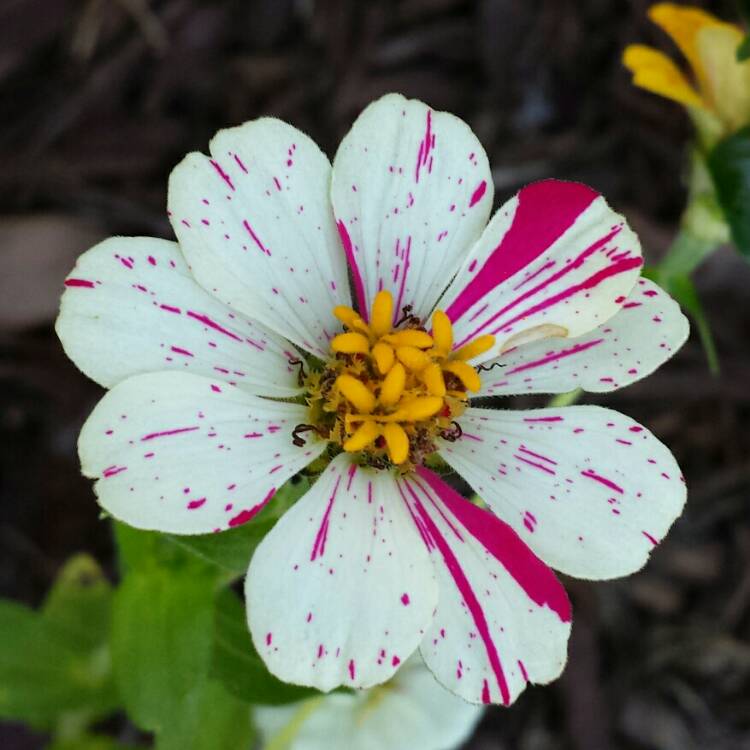 plant image 1005169 plant image 1005169