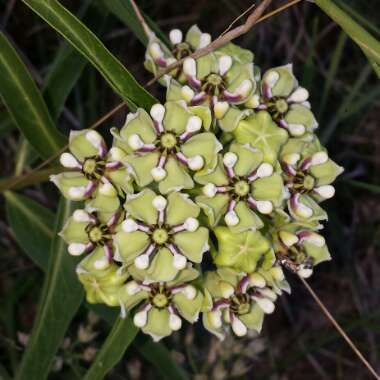 Asclepias Asperula
