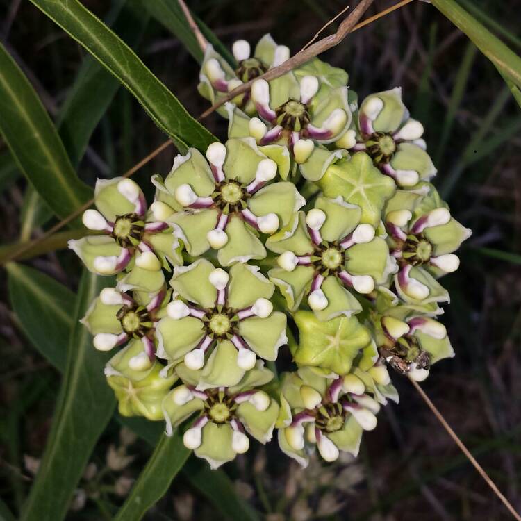 Plant image Asclepias Asperula