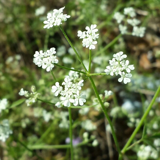 Plant image Ammi visnaga
