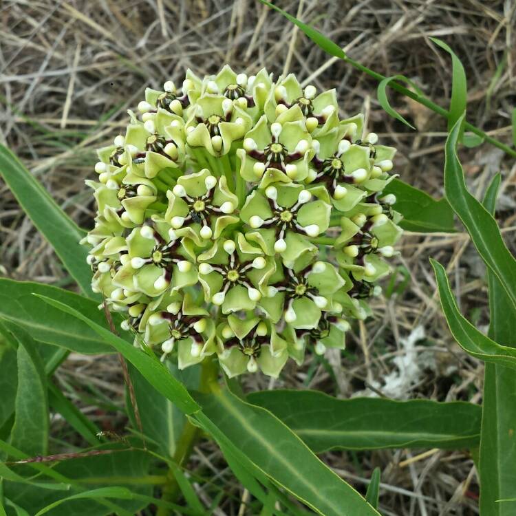 plant image 1015297