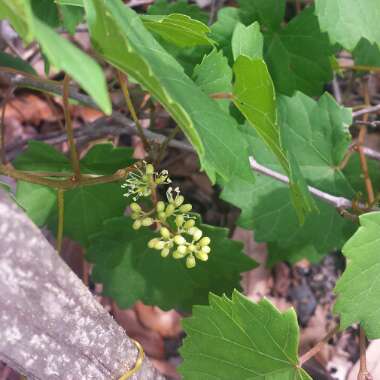 Vitis rotundifolia