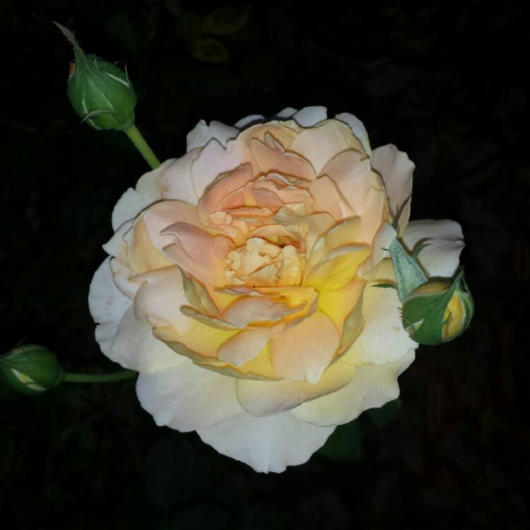 plant image 1042527 plant image 1042527