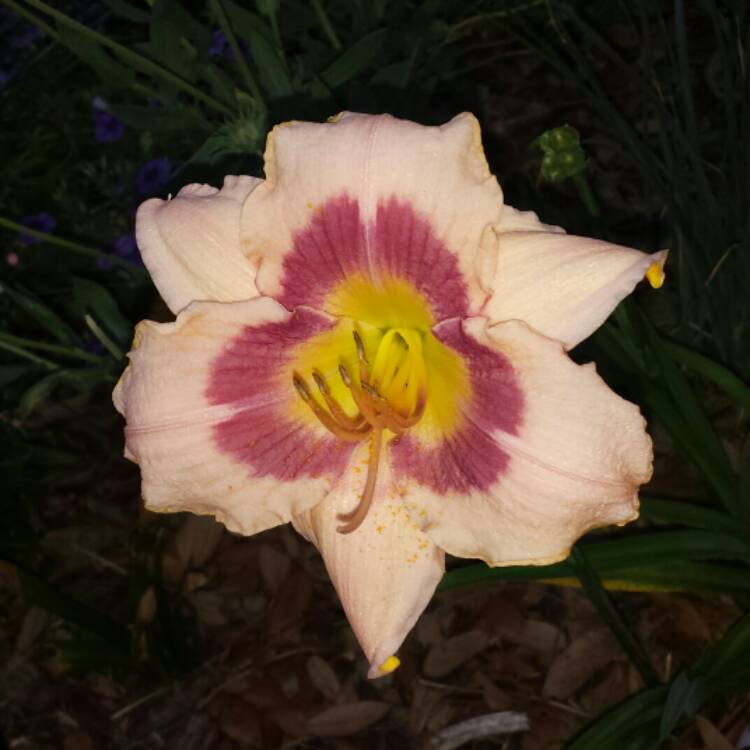 plant image 1043744