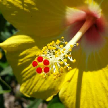 Hibiscus rosa-sinensis