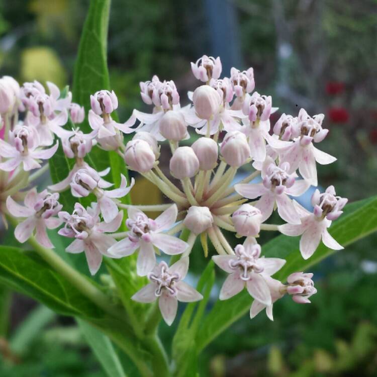 plant image 1056446