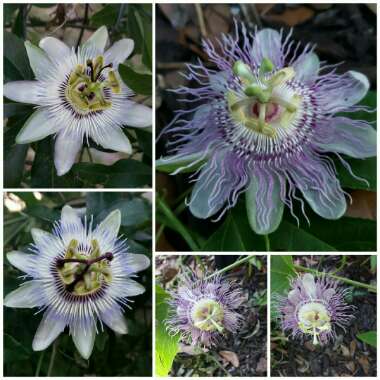 Passiflora