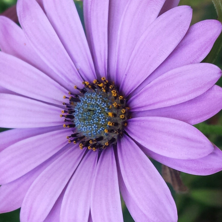 Plant image Osteospermum ecklonis 'Blue Eyed Beauty'