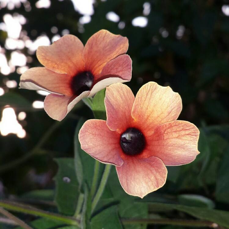 plant image 1062387
