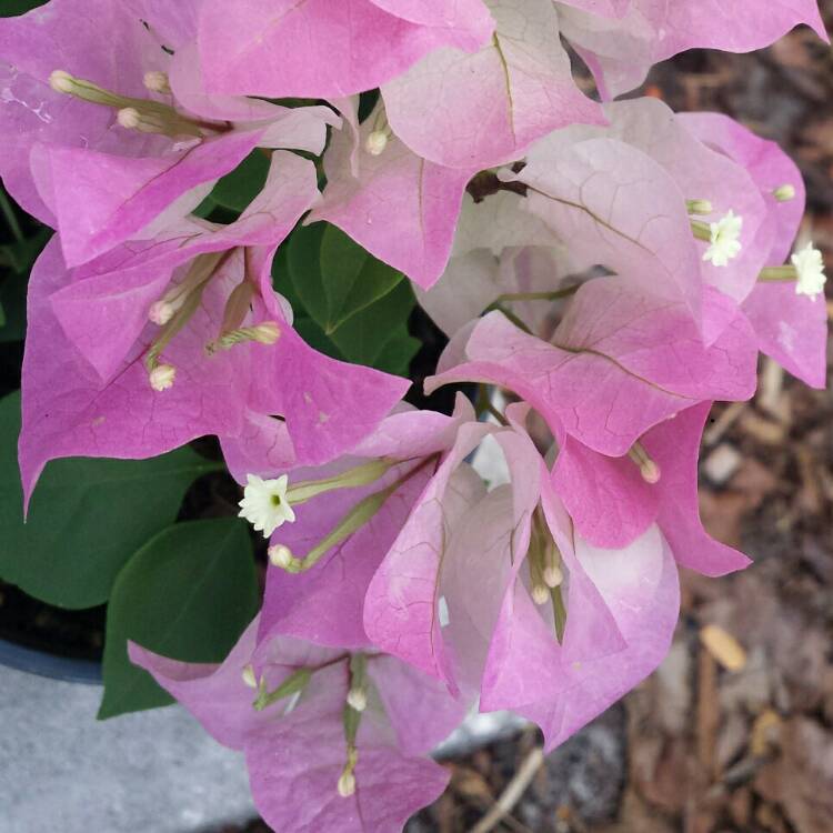 plant image 1062418 plant image 1062418