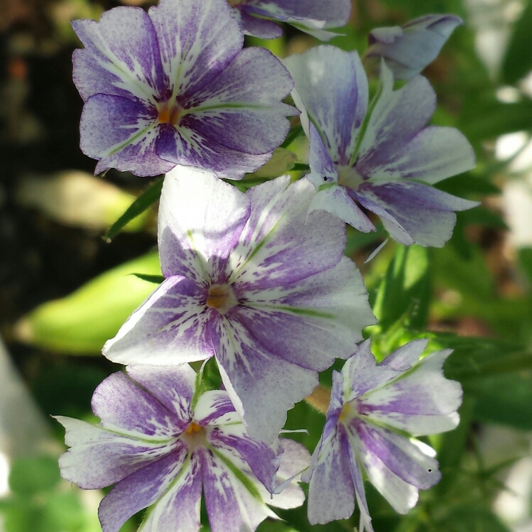 plant image 1064296 plant image 1064296