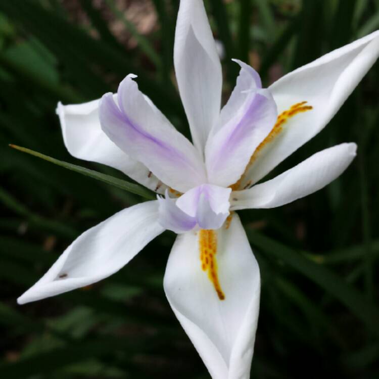 plant image 1072671 plant image 1072671