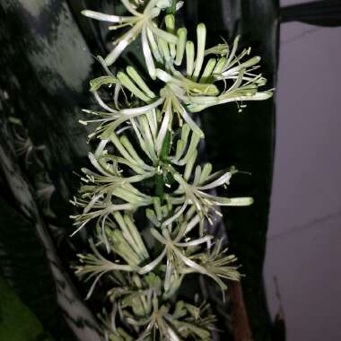 Sansevieria