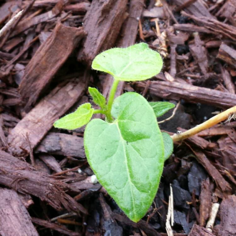 plant image 1073640 plant image 1073640