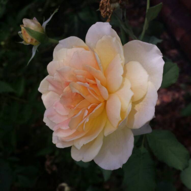 plant image 1073796 plant image 1073796