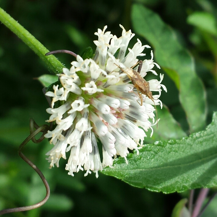 plant image 1074022 plant image 1074022