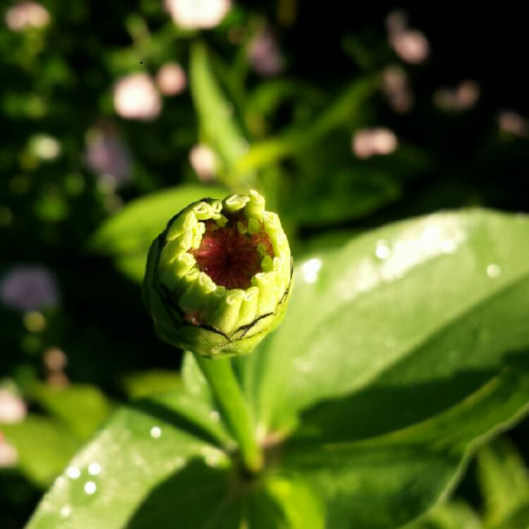 plant image 1079380 plant image 1079380