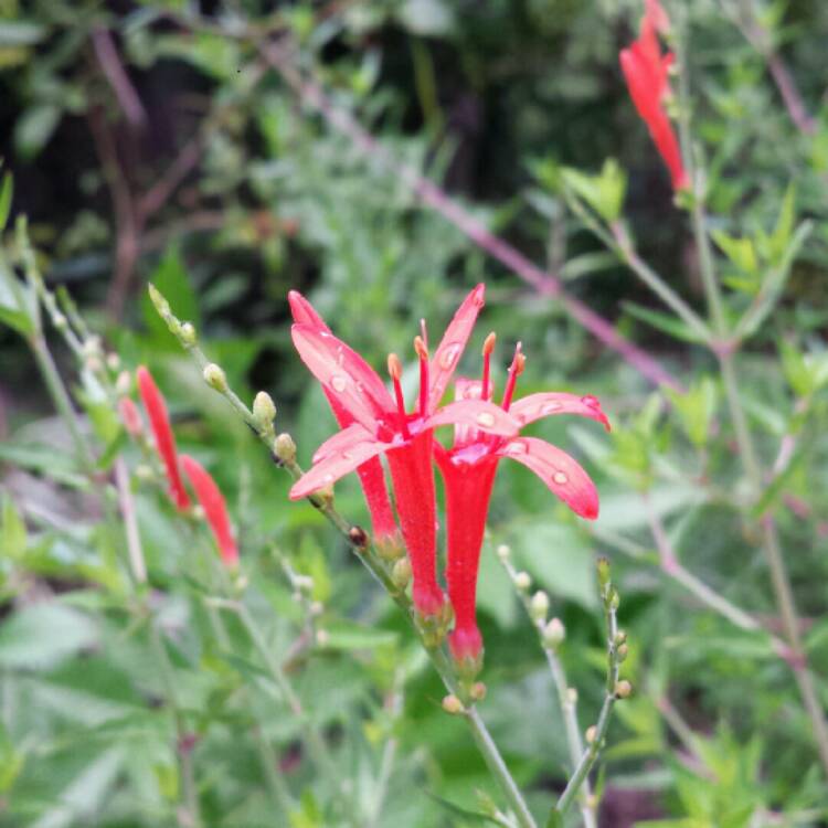 plant image 1082466 plant image 1082466