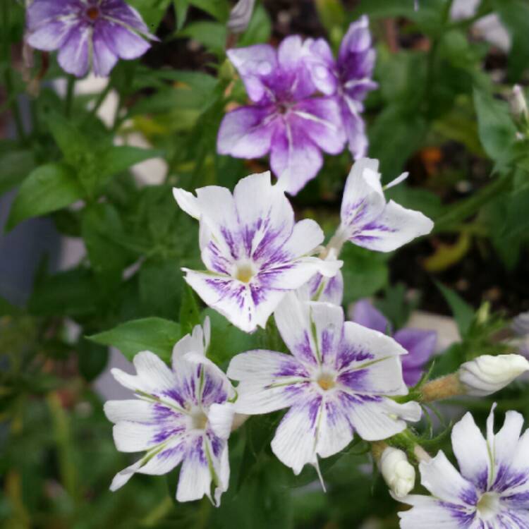 plant image 1082469 plant image 1082469