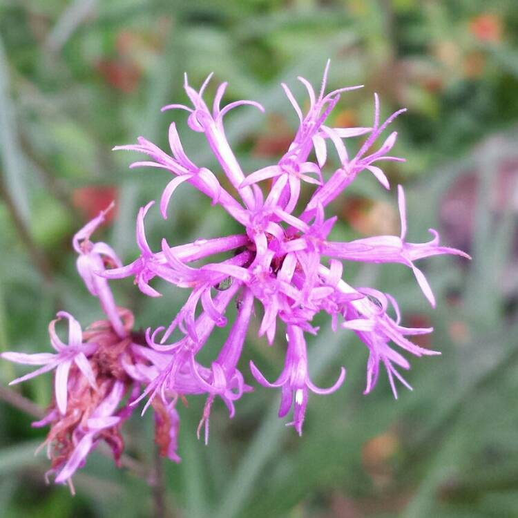 plant image 1082822 plant image 1082822