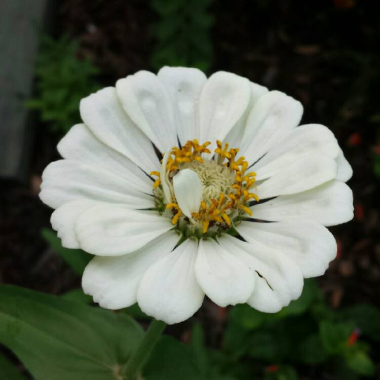 plant image 1083472 plant image 1083472
