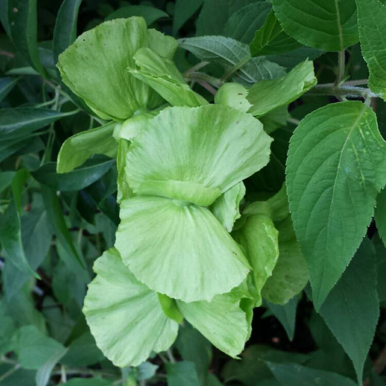plant image 1089354 plant image 1089354