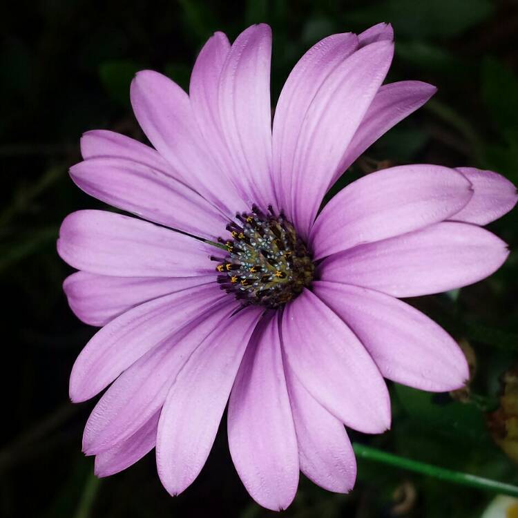 plant image 1095468