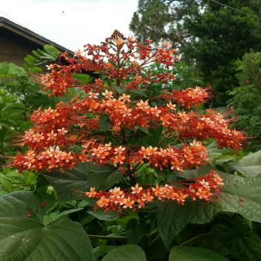 Clerodendrum paniculatum