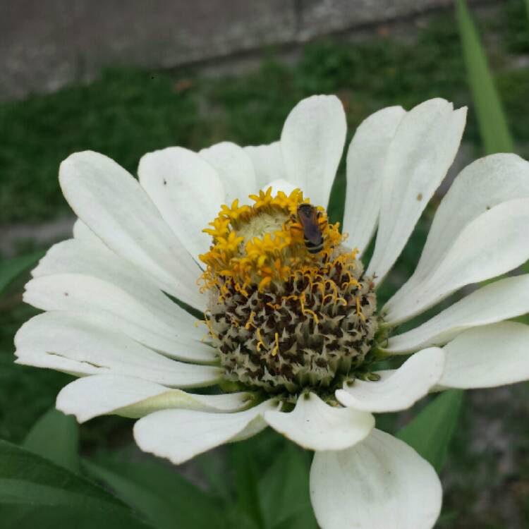 plant image 1095787 plant image 1095787