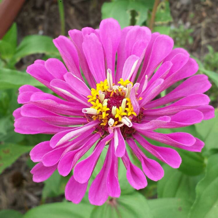 plant image 1095795 plant image 1095795