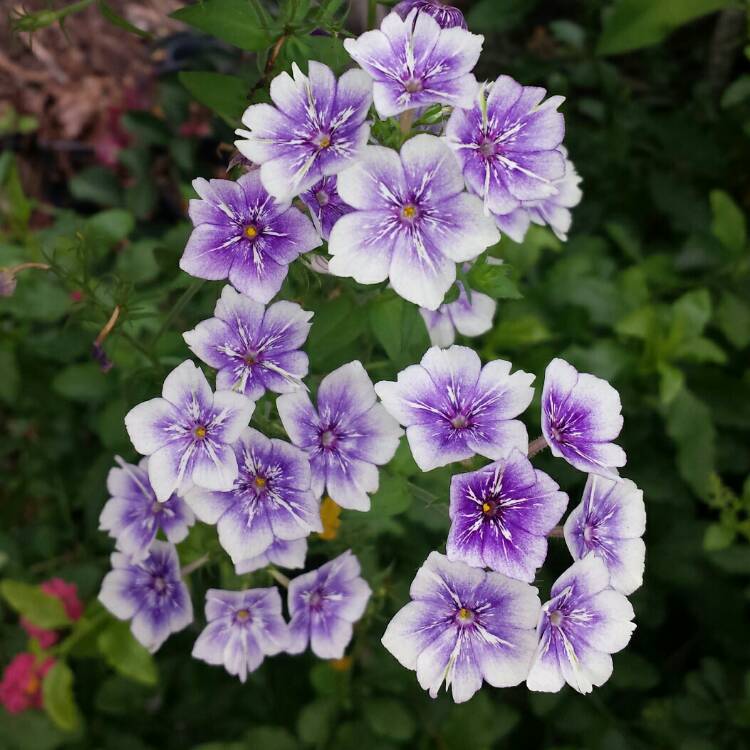 plant image 1095814 plant image 1095814