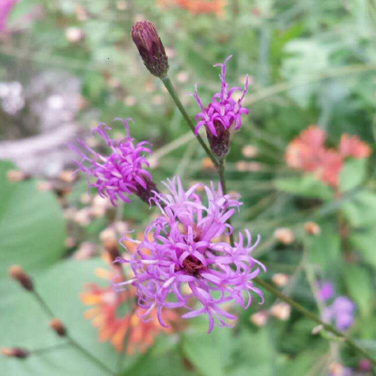 plant image 1111724 plant image 1111724