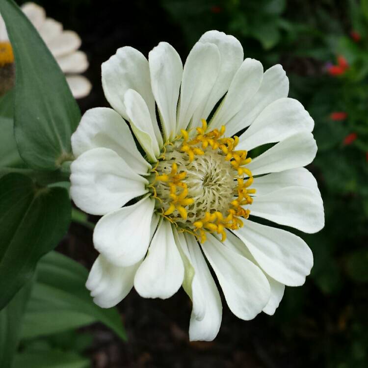 plant image 1111730 plant image 1111730