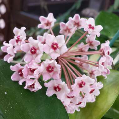 Hoya Carnosa
