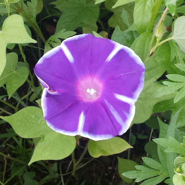 plant image 1112382 plant image 1112382