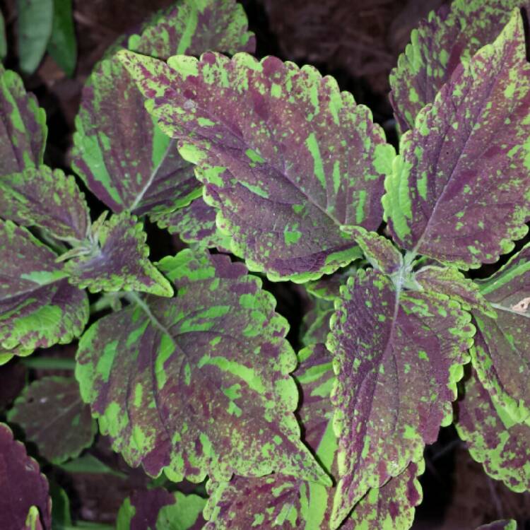 plant image 1119363 plant image 1119363