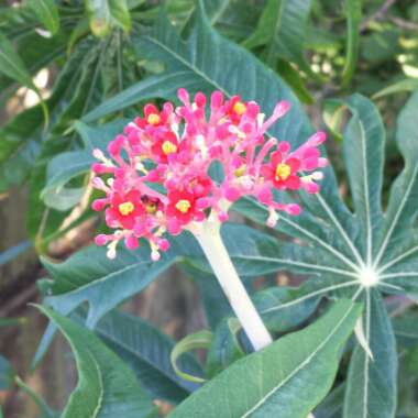 Jatropha multifida