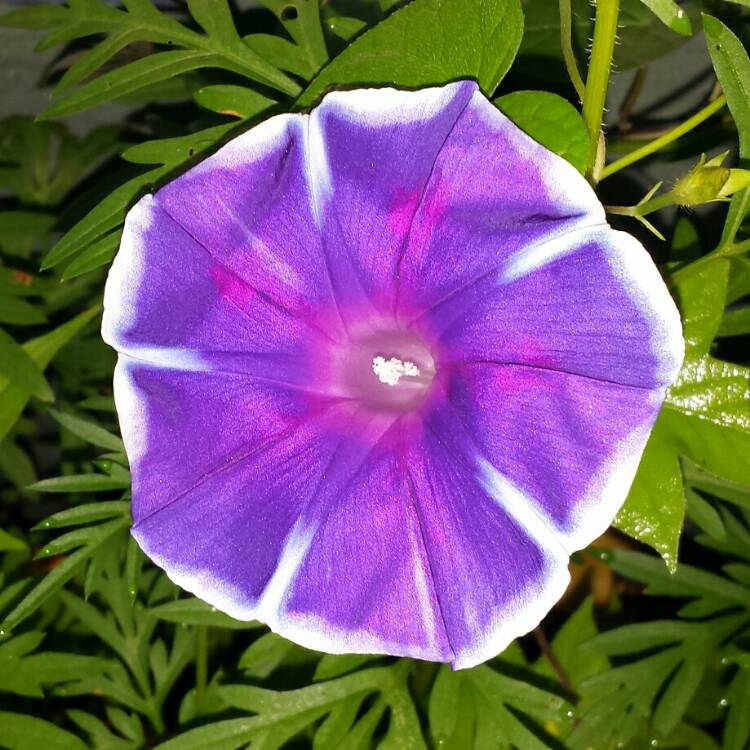 plant image 1121869 plant image 1121869