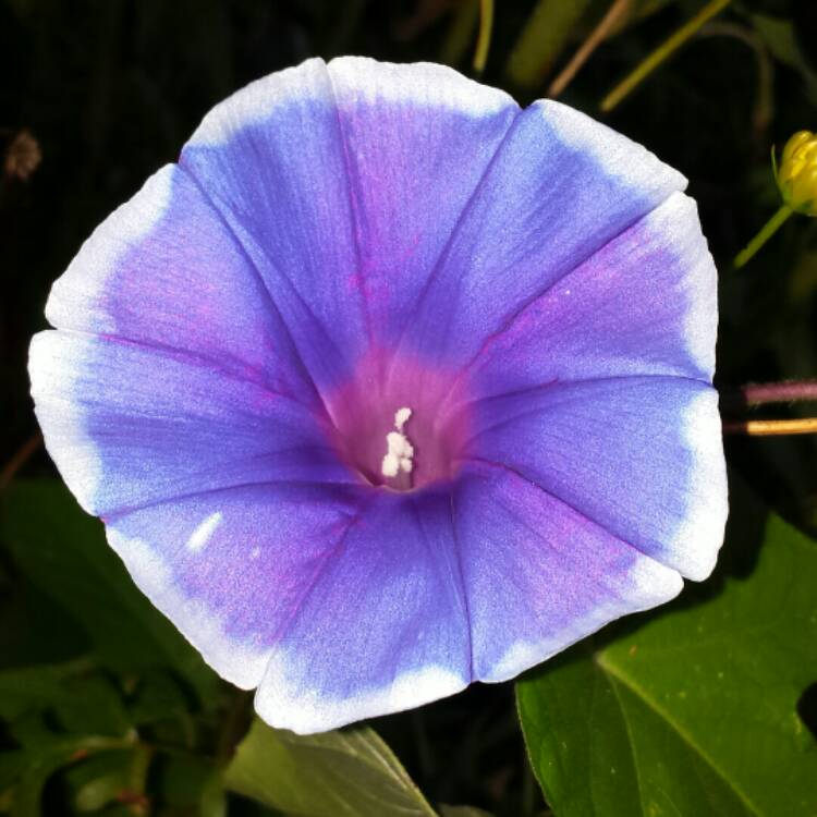 plant image 1121870 plant image 1121870