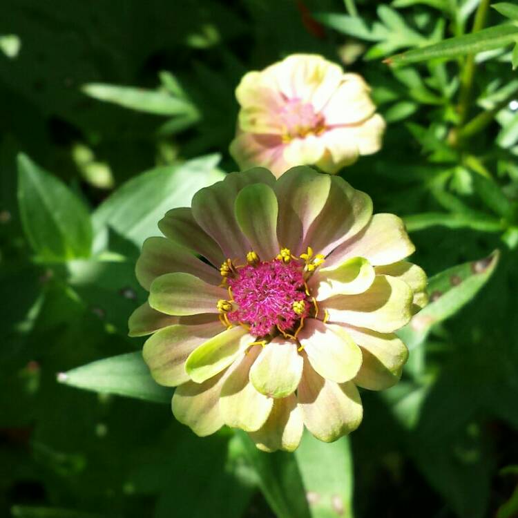 plant image 1122628 plant image 1122628