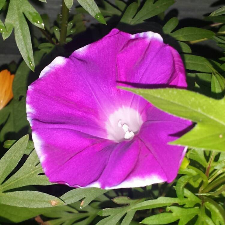 plant image 1123059 plant image 1123059