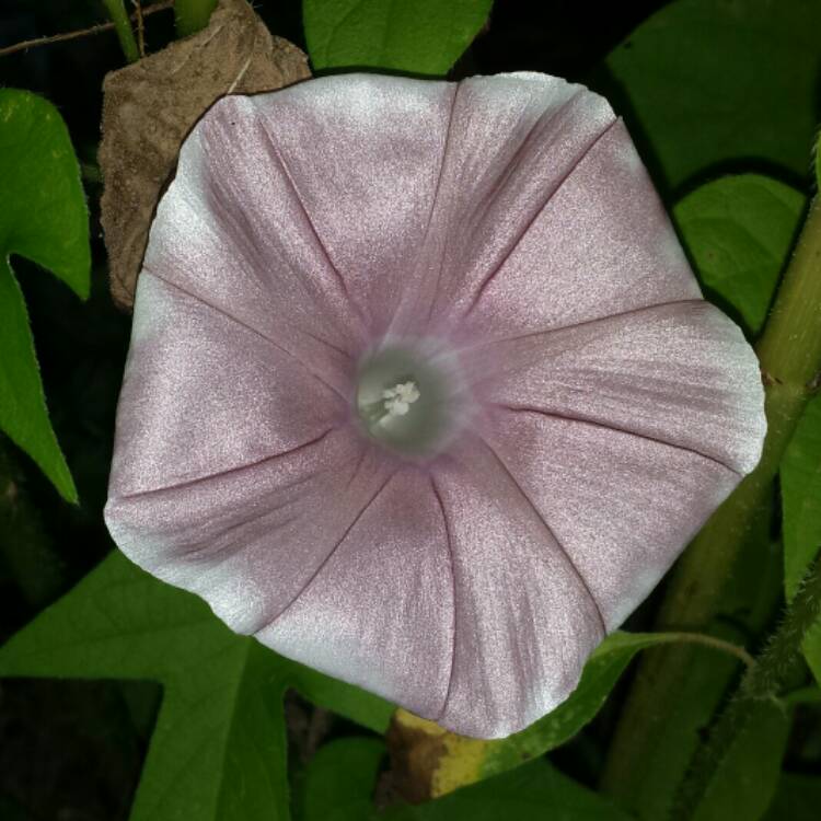 plant image 1124635 plant image 1124635
