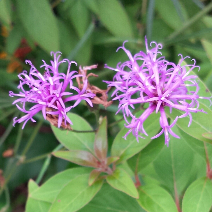 plant image 1125382 plant image 1125382