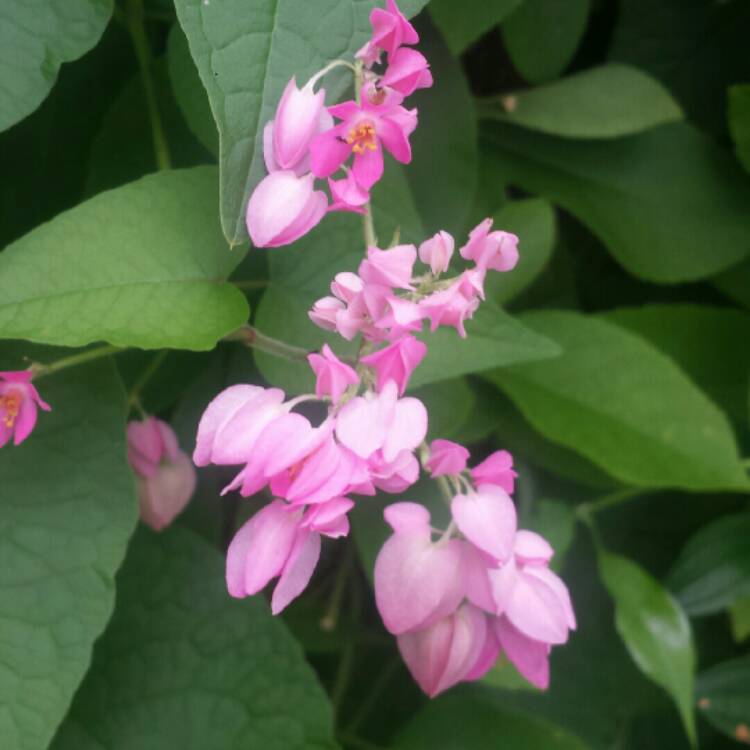 plant image 1125385 plant image 1125385
