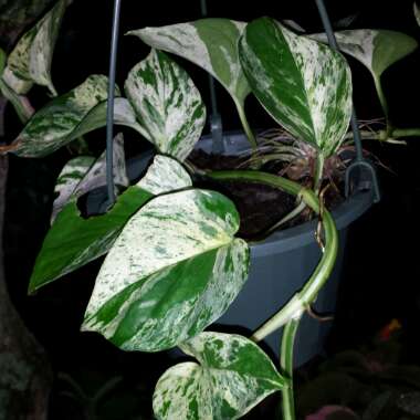 Epipremnum aureum 'Marble Queen'